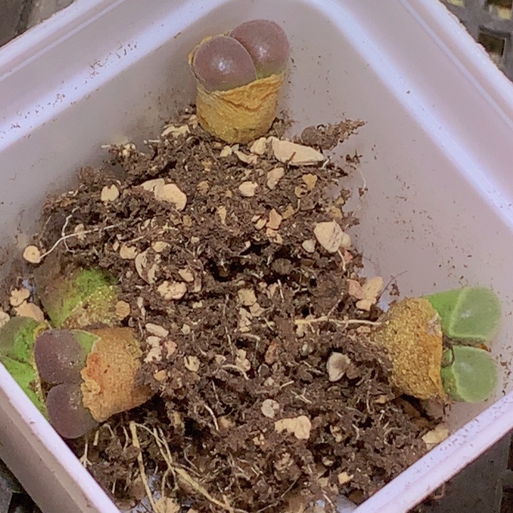 48998898898958686586596566