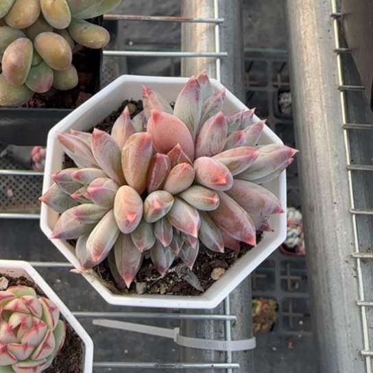 47伊丽莎白 一物一拍多肉