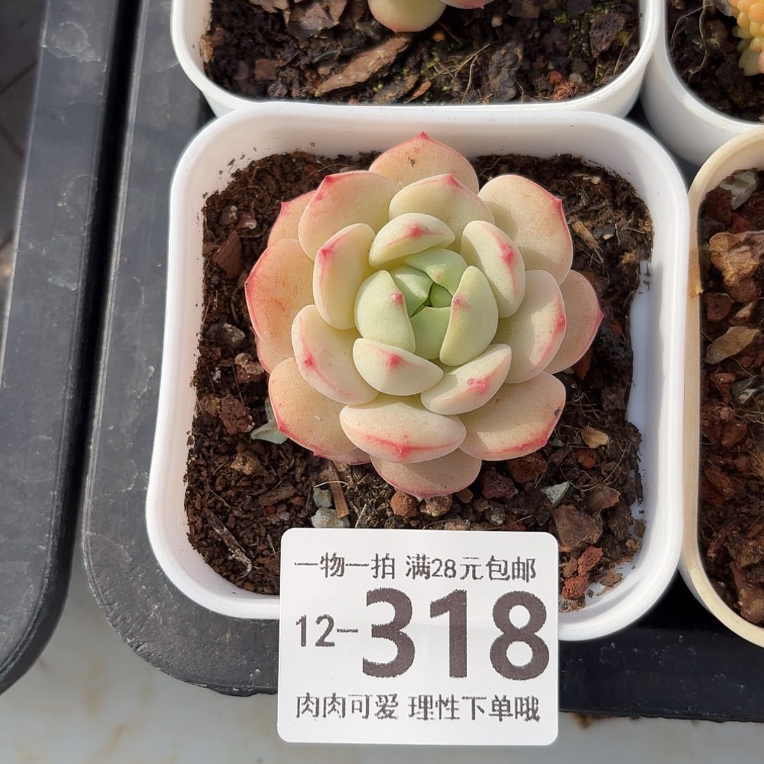 白底香草无盆无发货