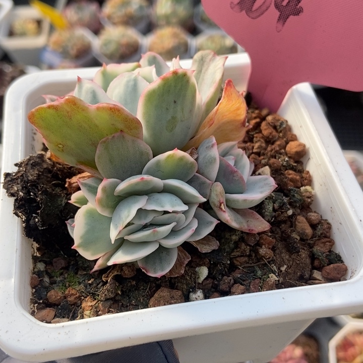 304伯克利多肉植物保护