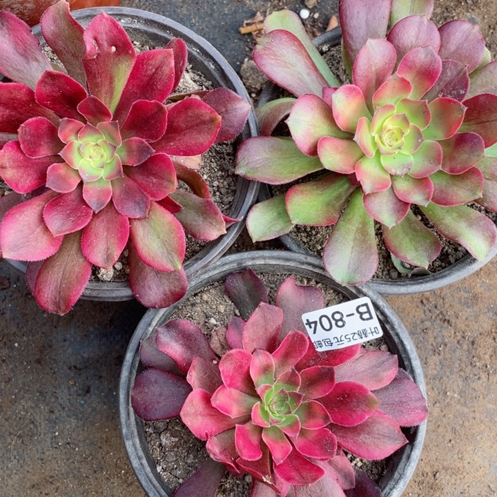 804绍3颗多肉12345678