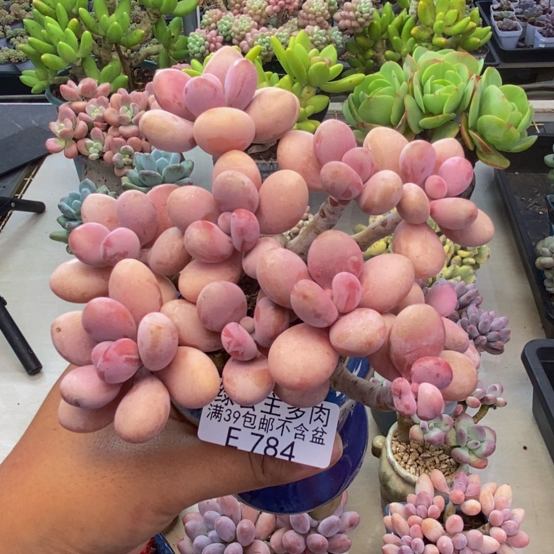 784糖果桃蛋多肉10c m
