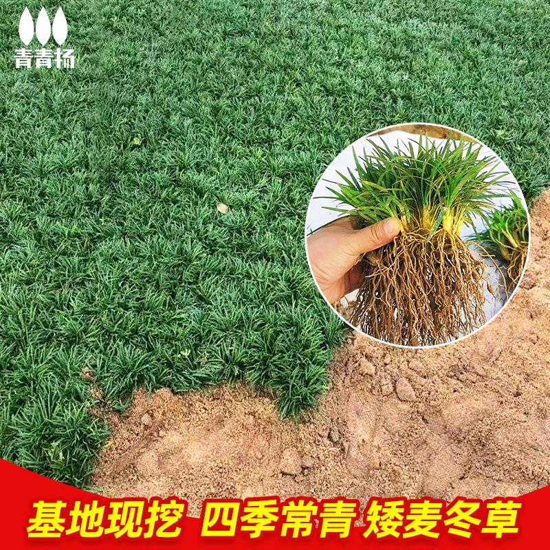 日本矮麦冬草玉龙草庭院绿化中叶金边麦冬苗园林细叶四季常青