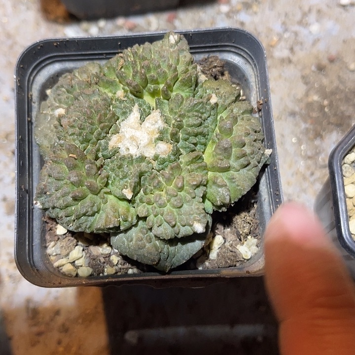 满38包邮2天凑单，脱土晾根发货多肉植物