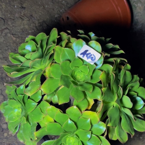 大绿玫瑰多肉丛林多肉40多肉不包断