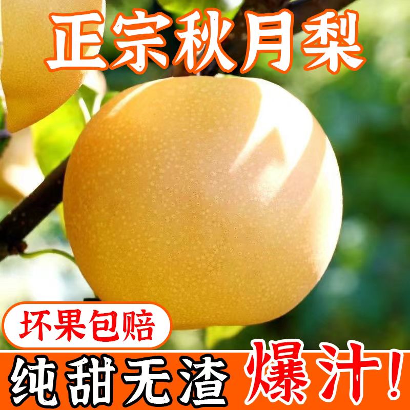 【现摘现发】正宗山东秋月梨冰糖梨子新鲜当季水果脆甜多汁5斤大果