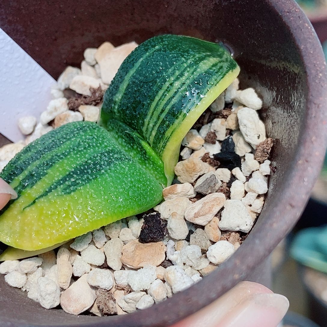 688卧牛实生锦带盆发货