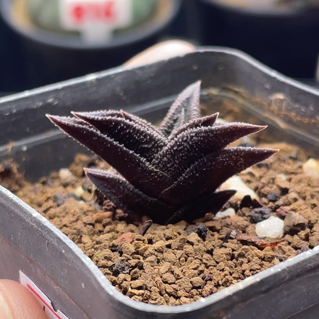 实生丸叶尼古拉 硬叶十二卷
