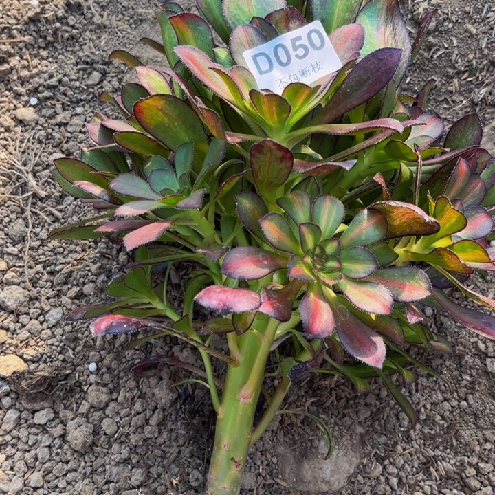 050晚霞量多肉法师不包断枝