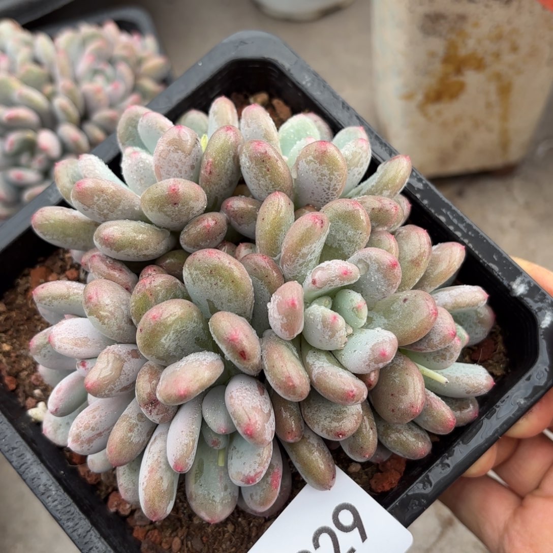 同温层多肉香香雪229