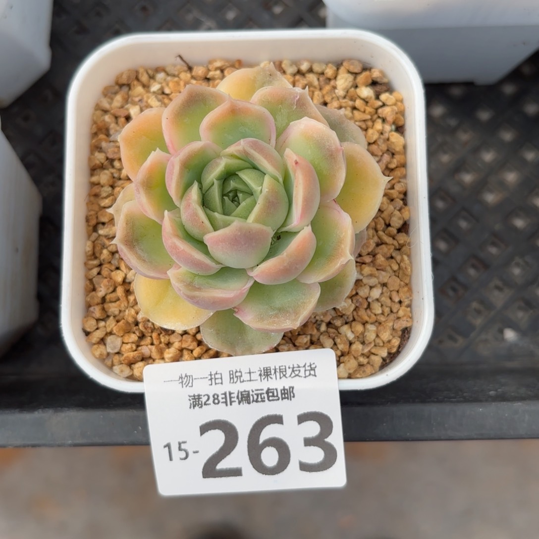 水晶虾饺单头多肉多肉