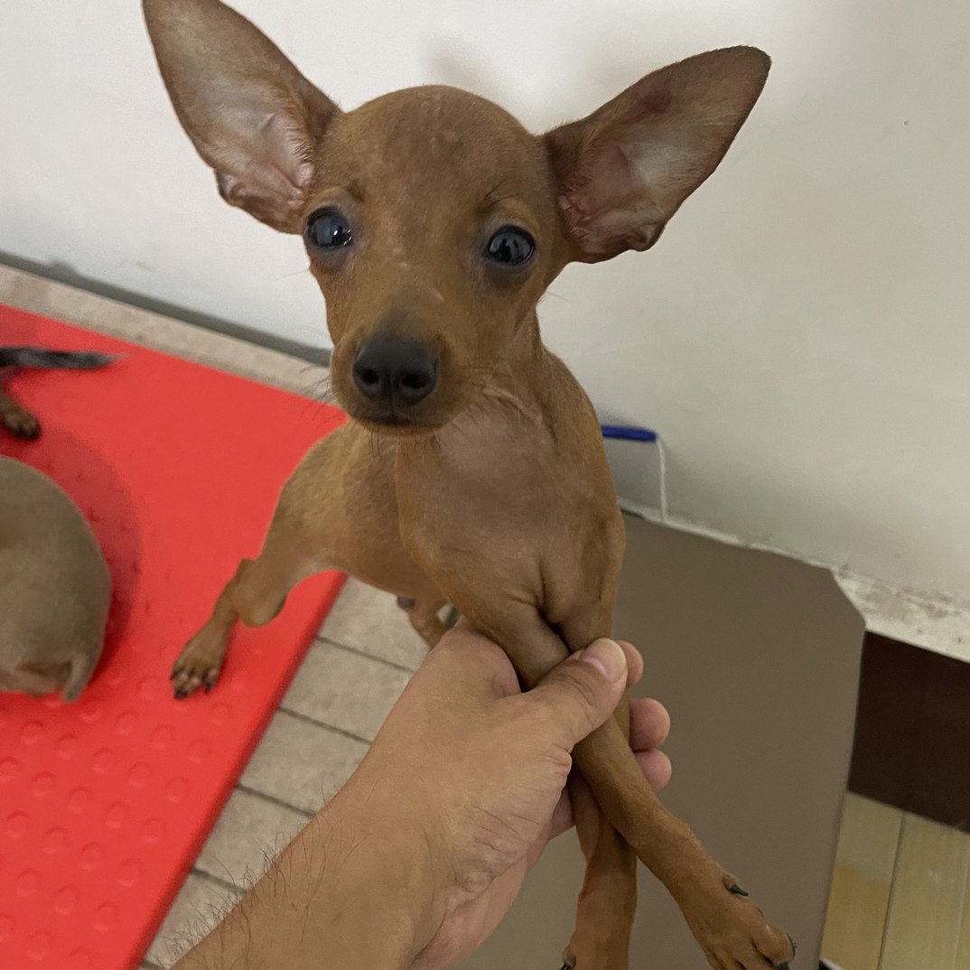 小鹿犬弟弟活体小狗宠物犬适合家庭饲养