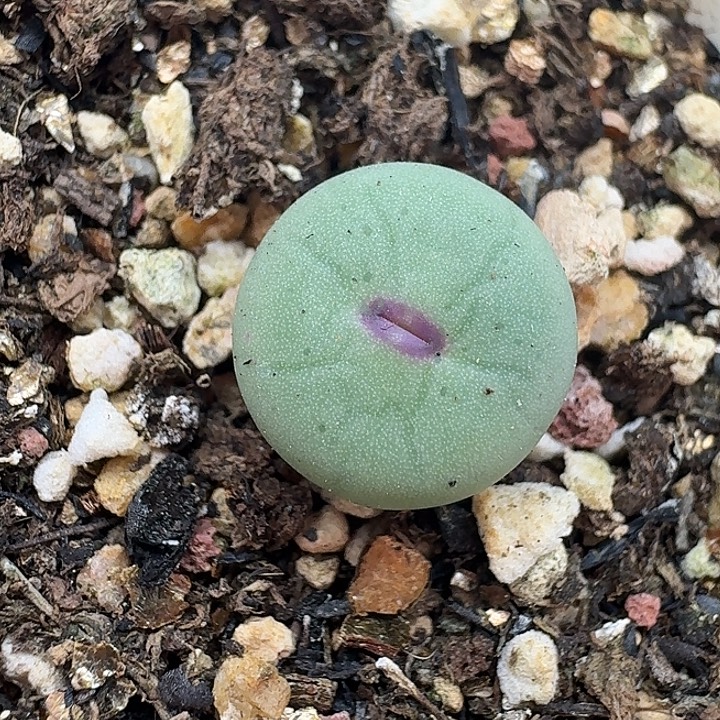 老马生石花小红嘴556