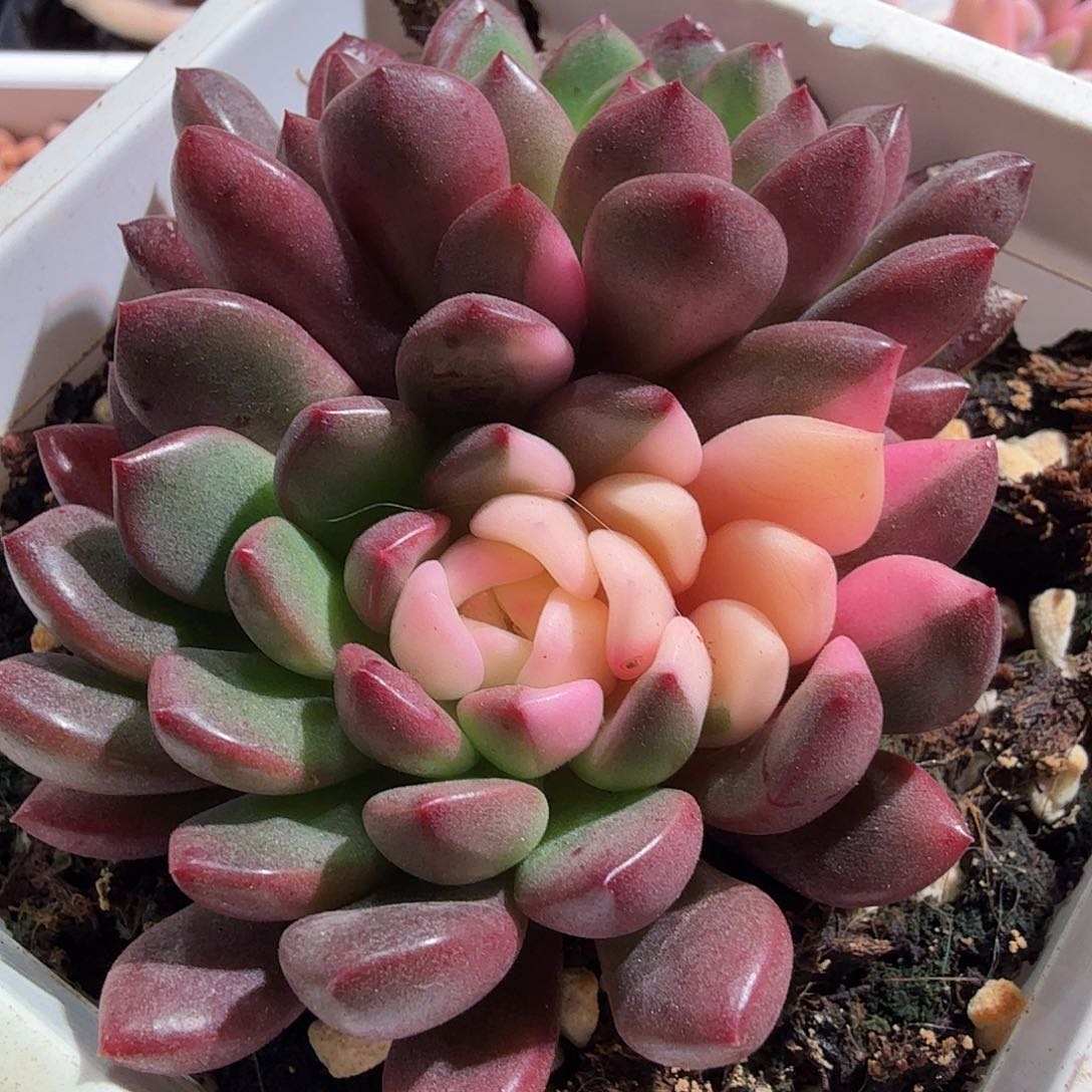 红宝石阴阳锦，多肉植物