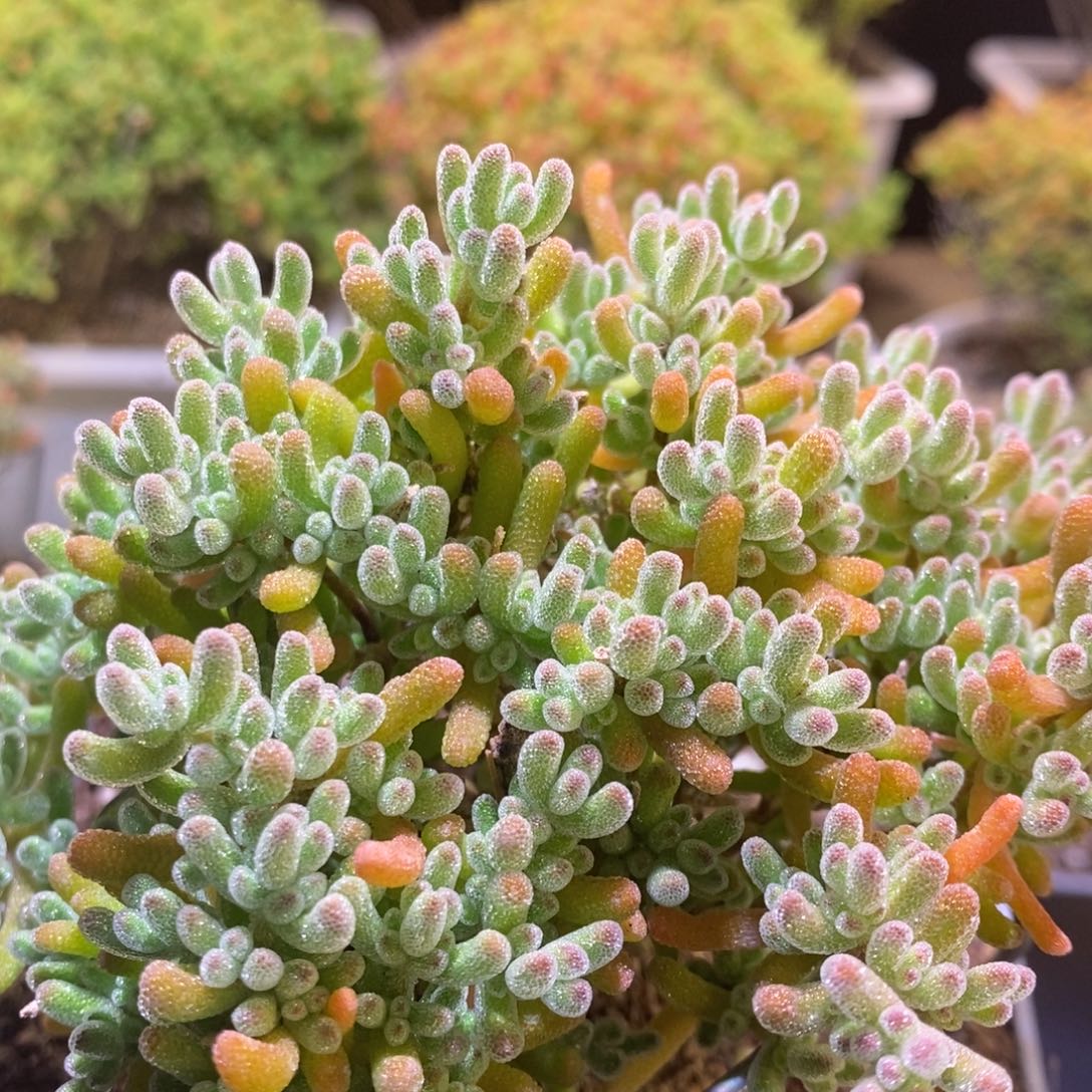 冰晶枝干橘子冰432