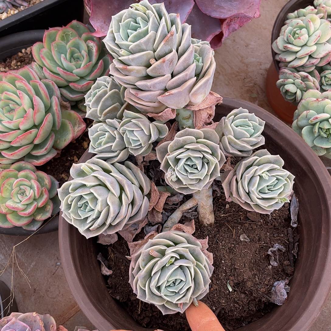 可爱玫瑰多肉多肉多肉