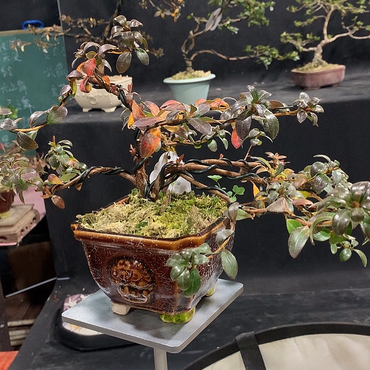 全部花苞皋月杜鹃花八咫之镜