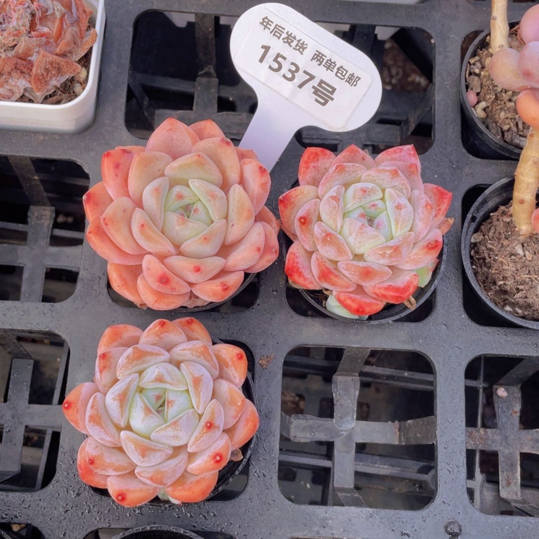 1537号冰娃娃单头3个