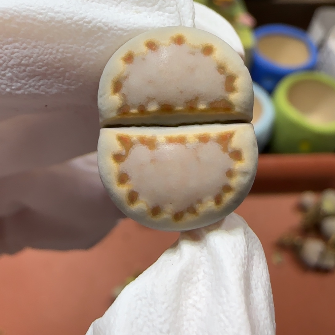 12.25.c24饼干.9017圣诞福利