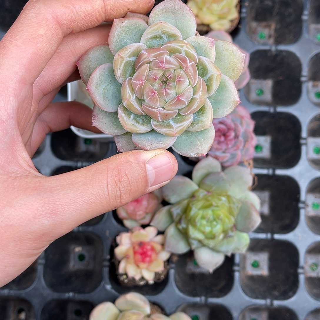 多肉一物一拍10-114