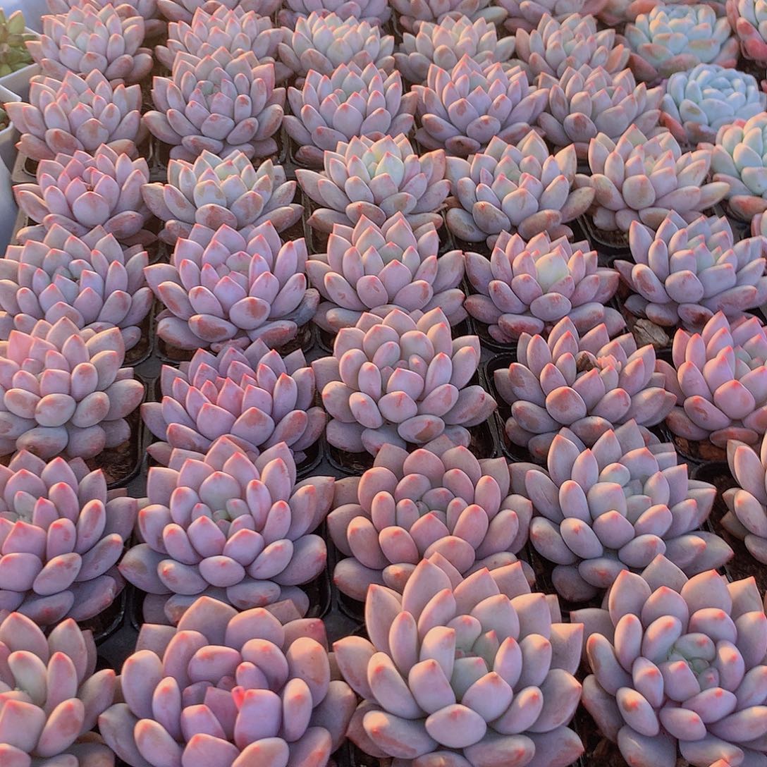 单头半夏46788900000000