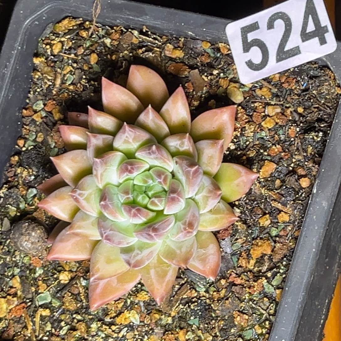 多肉植物暗纹美人524