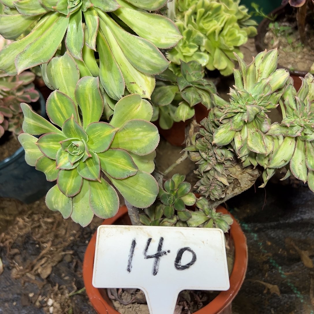 多肉植物观影缀花140