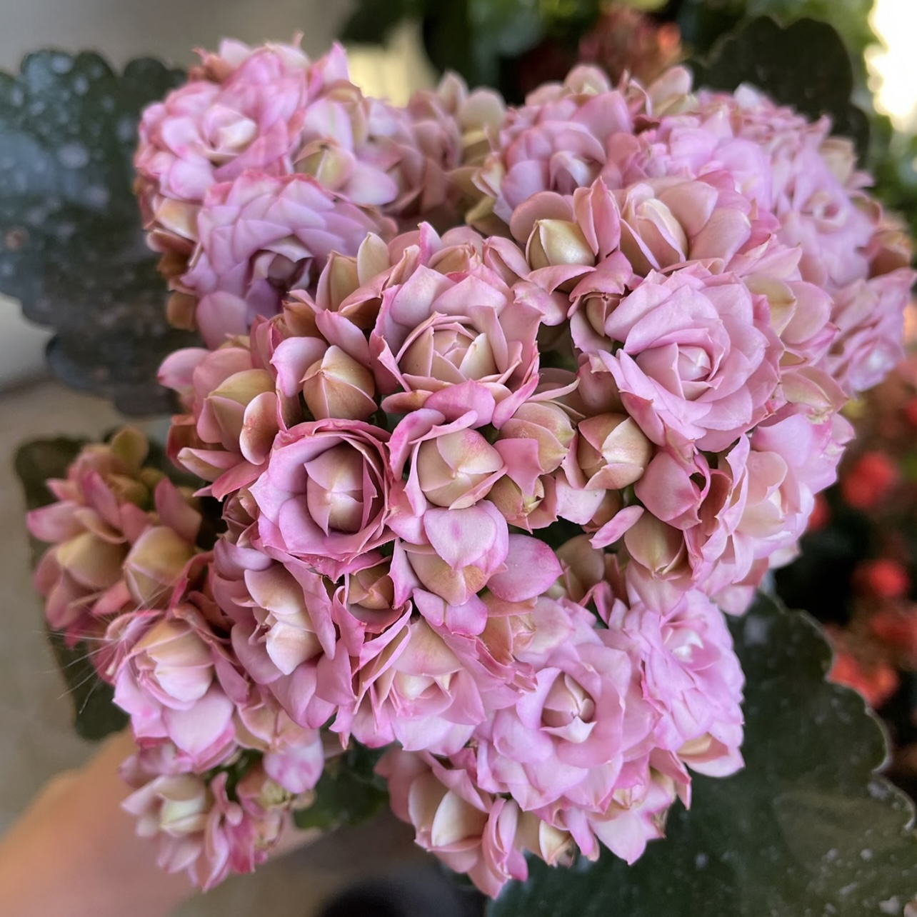 莉莉安长寿盆栽花卉庭院阳台新手易养护忌积水