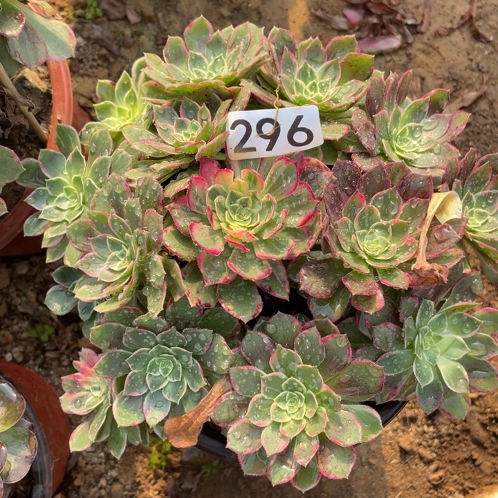 无花朵296万花筒多肉植物