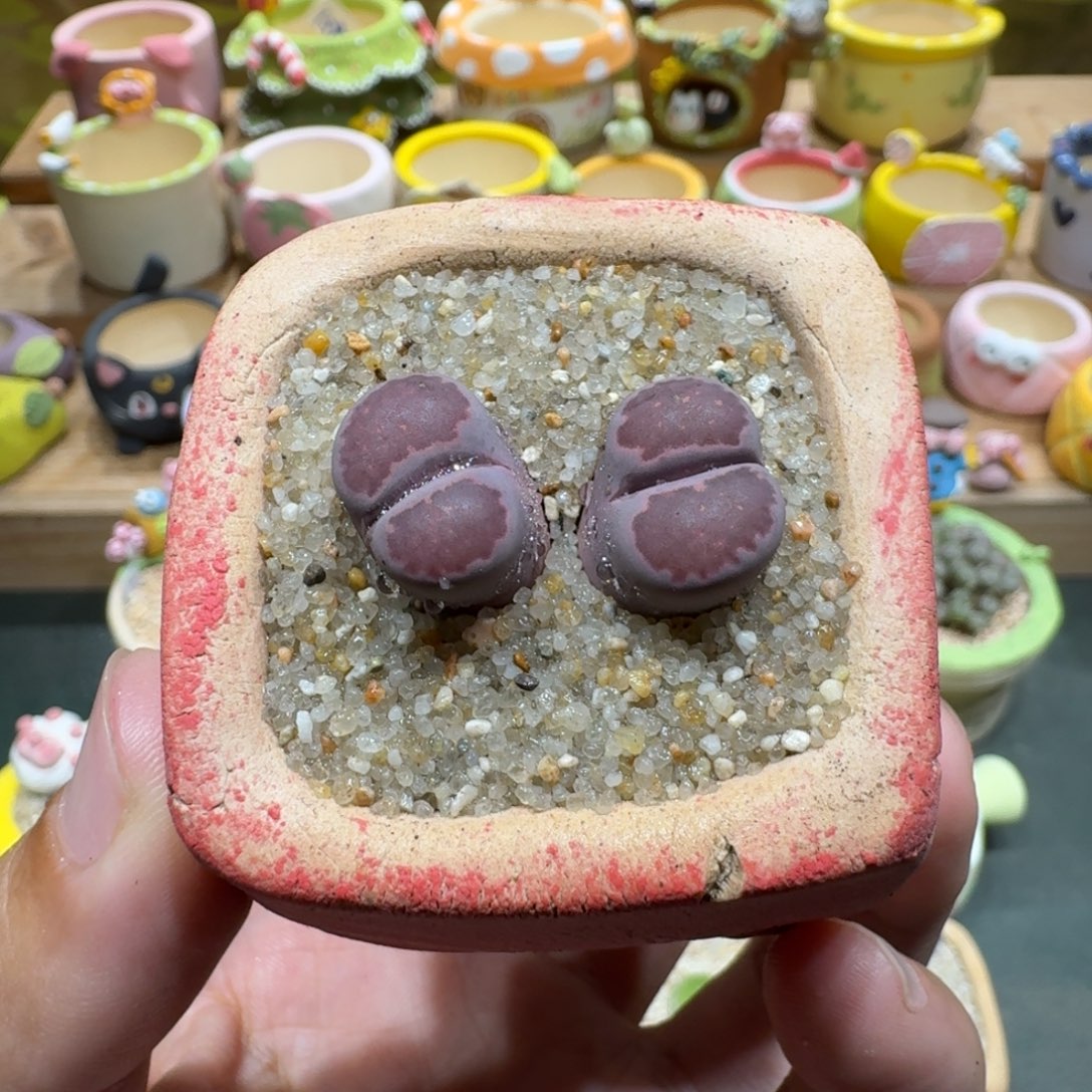 蘑菇1001紫饼多肉植物