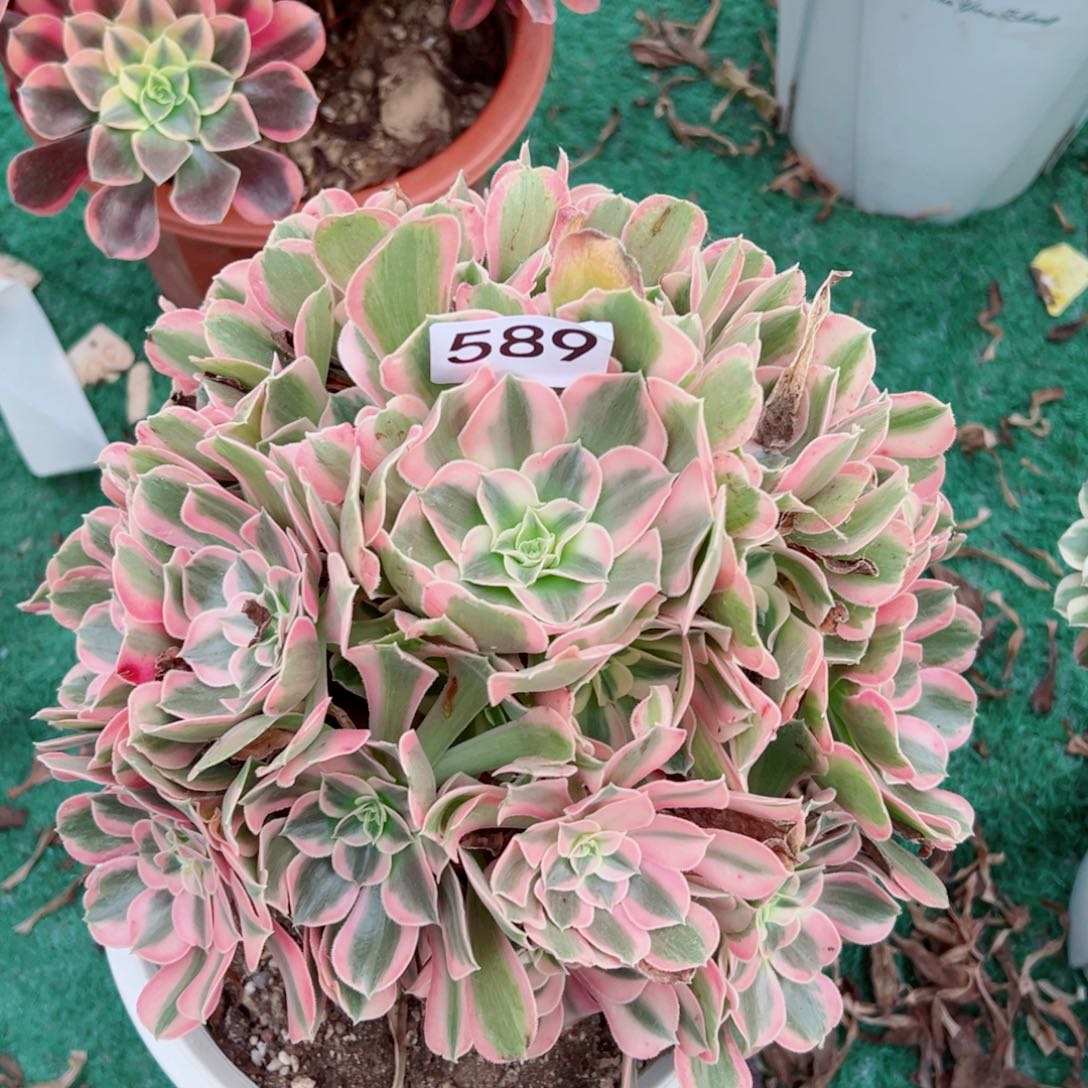 589男神法师多肉植物