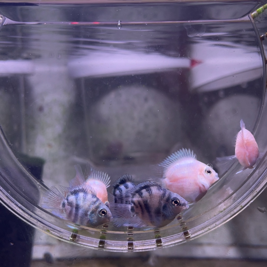 鹦鹉鱼桃心白金宝蓝亚成6条包邮