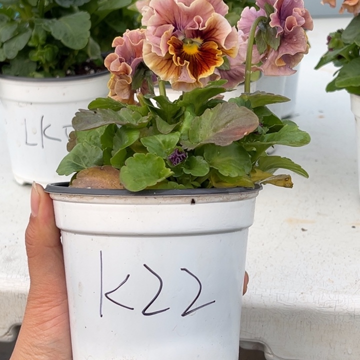 大部分花苞少量开放K22