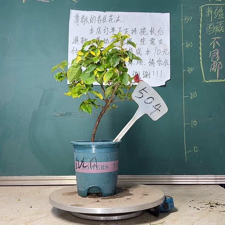 当前无花栽培后可以开花  红九月  504