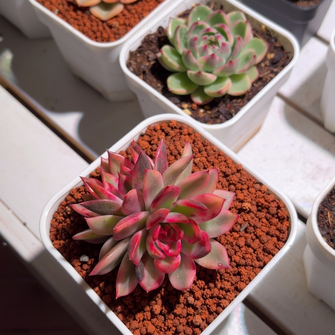 双头火焰山锦多肉植物