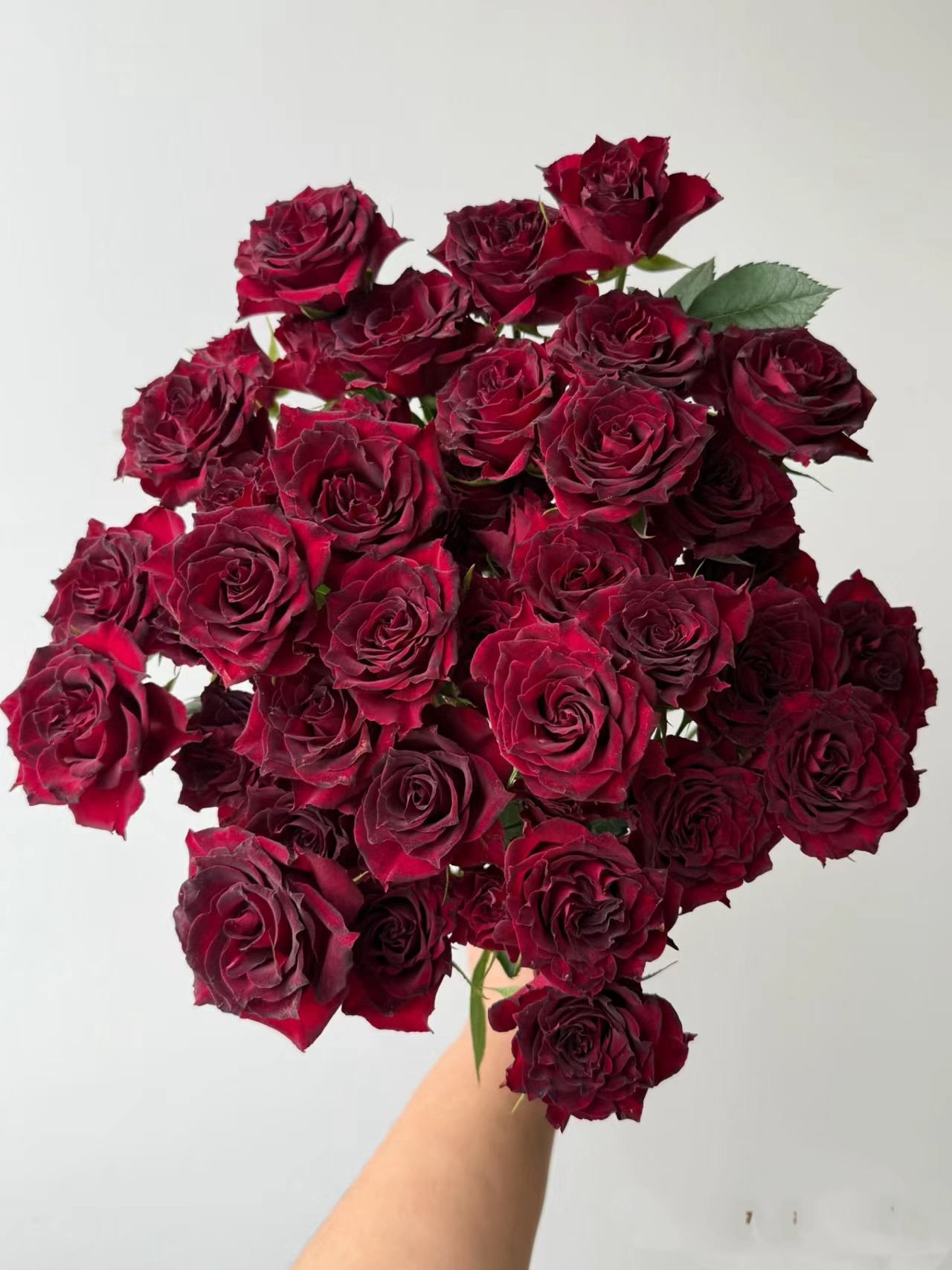 【如熙臻品】万花筒  稀有多头玫瑰（注意：收到带包装醒花哦！）