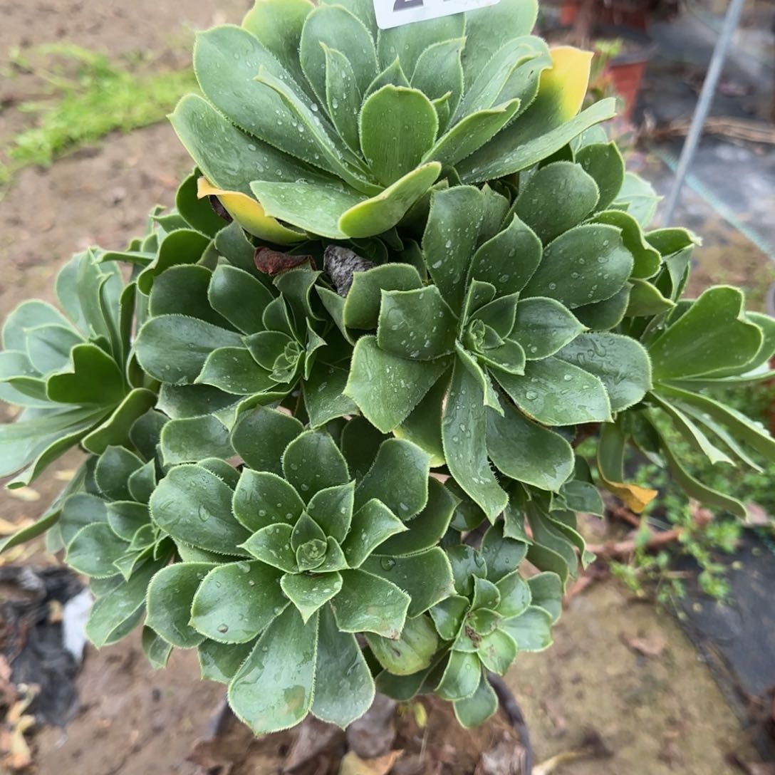 香腹多肉219满28包邮断枝不包