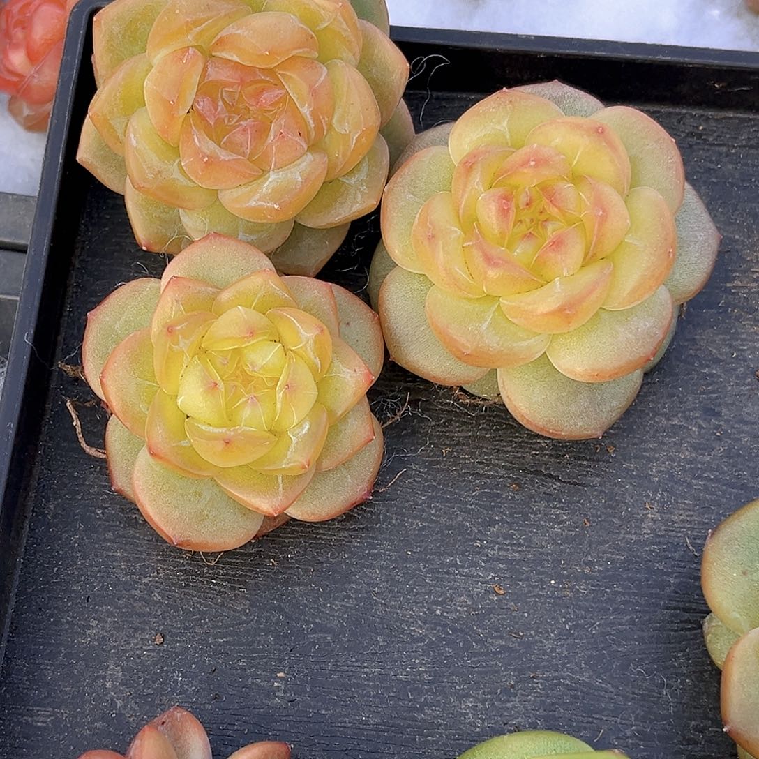 谶***花037  新品珍妮3个满18包邮