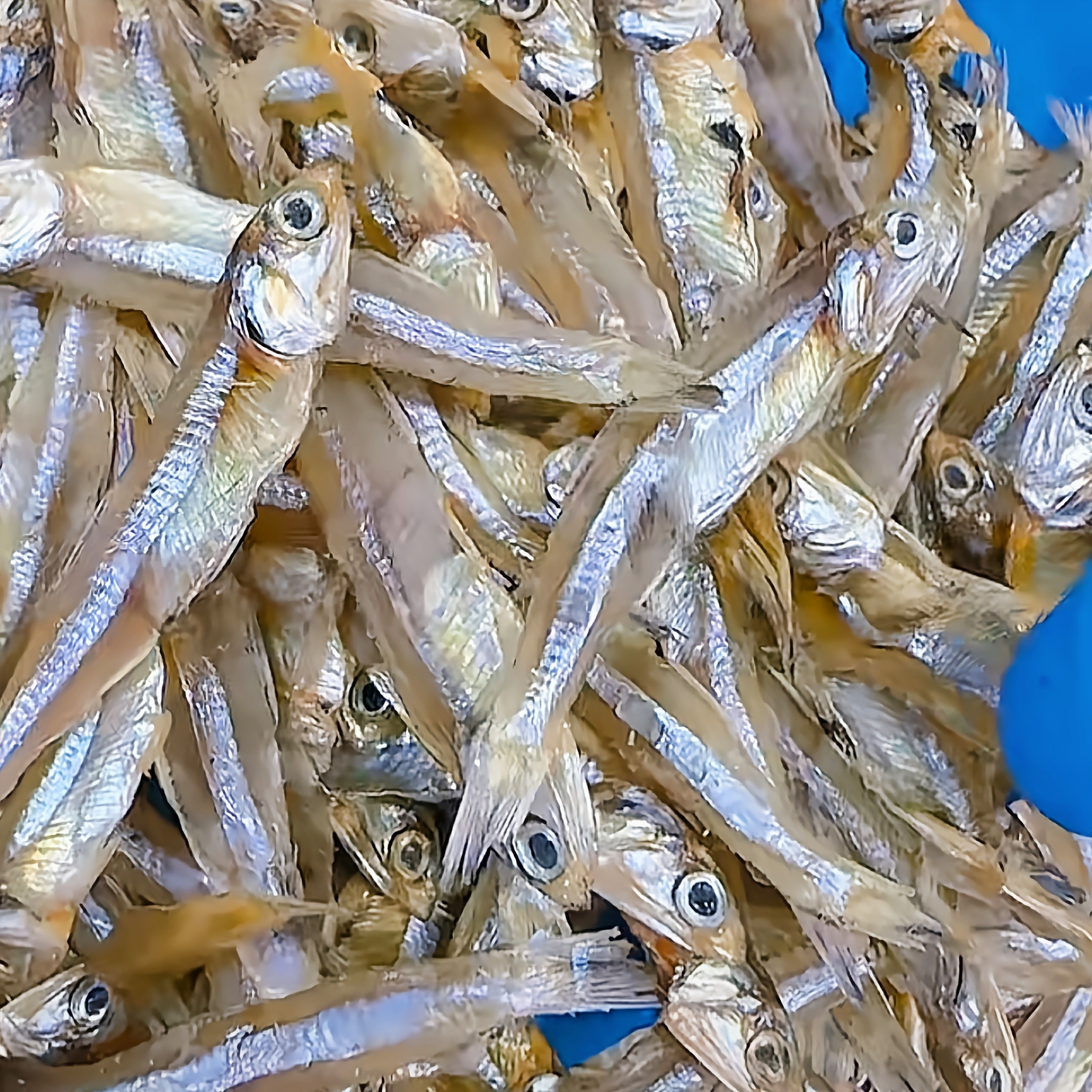 【马鲛仔海产】新鲜淡晒白帆鱼仔干 小鱼干 1斤 顺丰包邮茂名博贺港