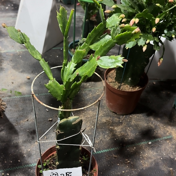 全部花苞澳洲红羽毛