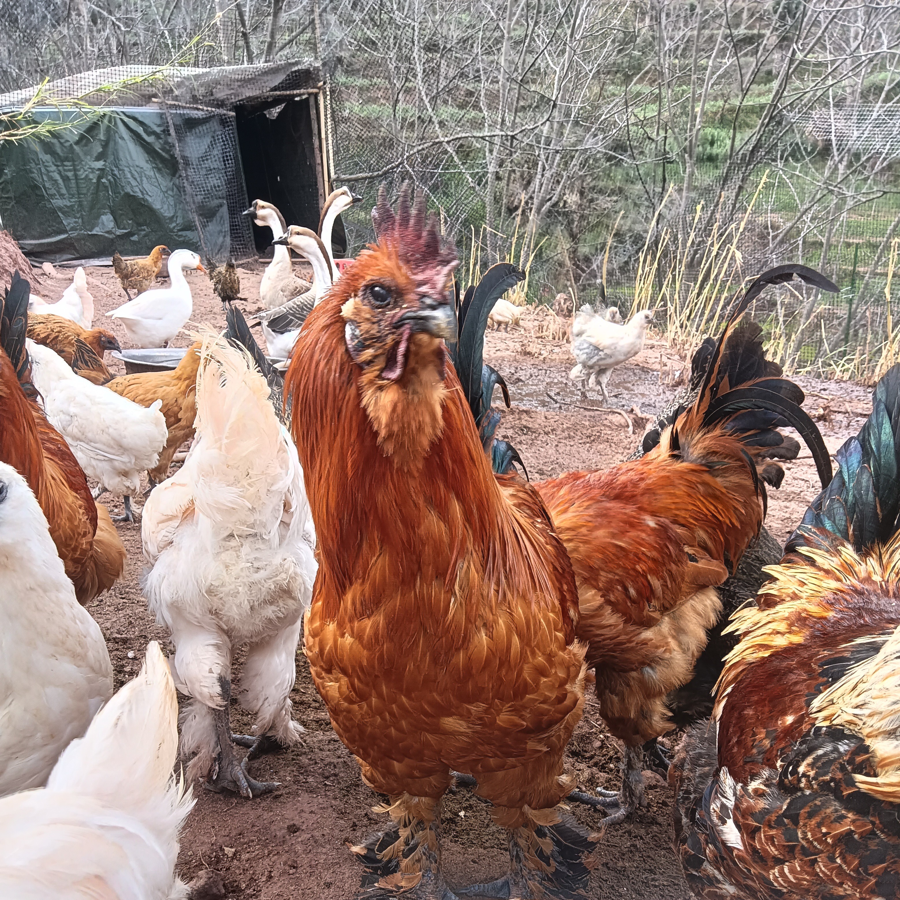 活鸡～安乐跑山土鸡《顺丰包邮包活》