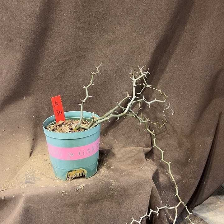 汤圆植物弯曲龙A30