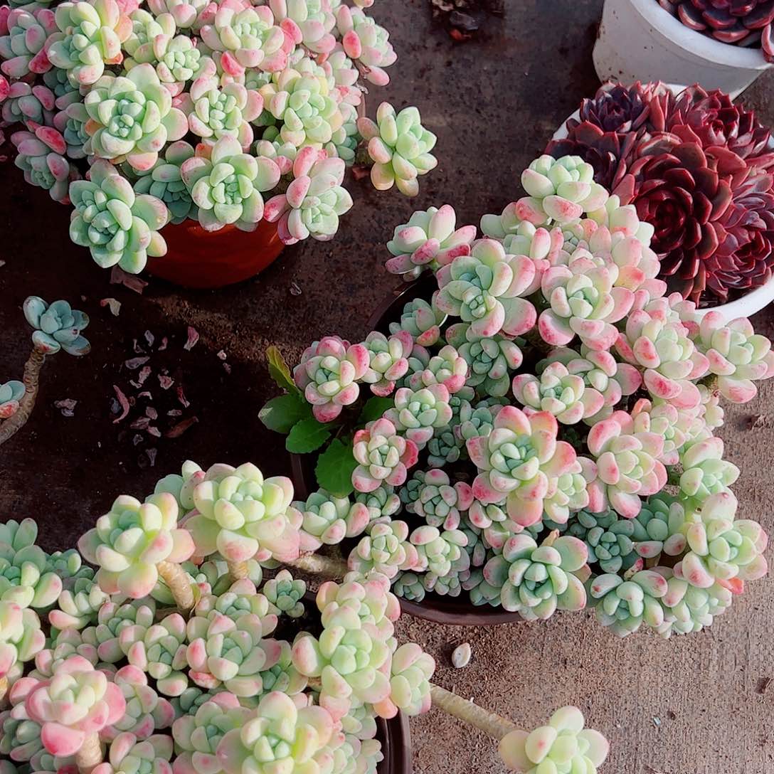 香香劳尔多头群生老桩特价