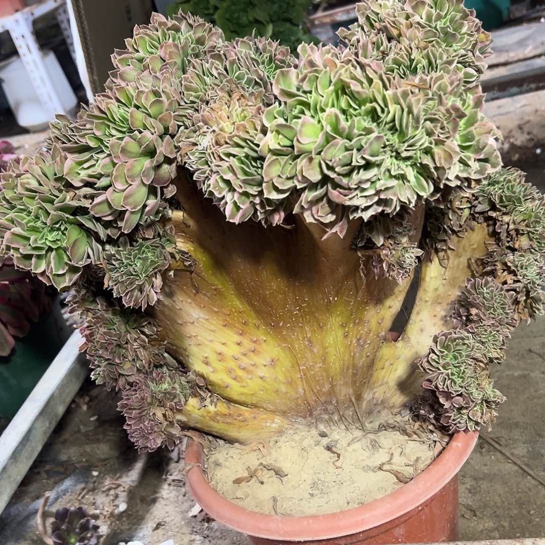 多380肉植物白风缀花