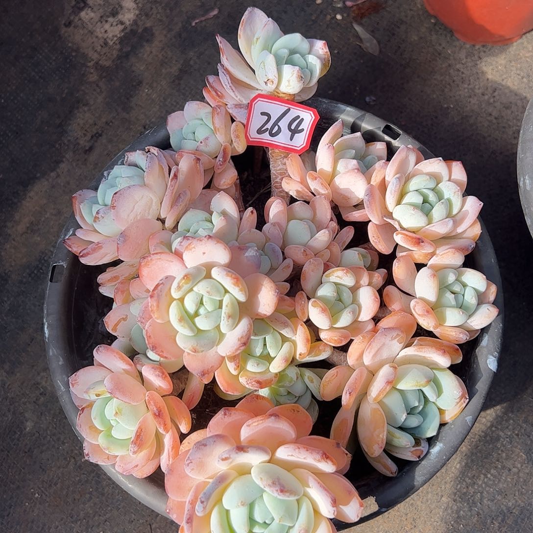 264号冷香，一物一拍