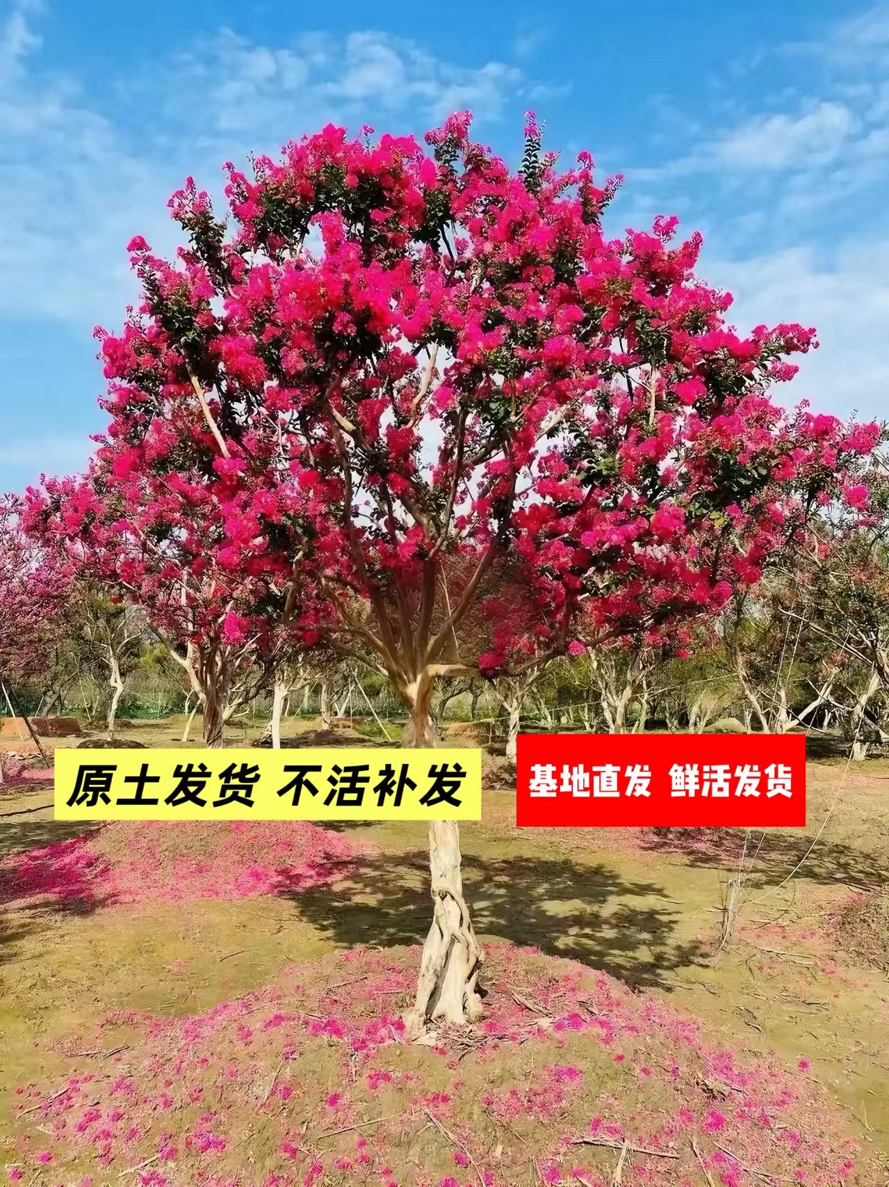 小叶川红老紫薇树户外庭院耐寒耐热耐晒绿植