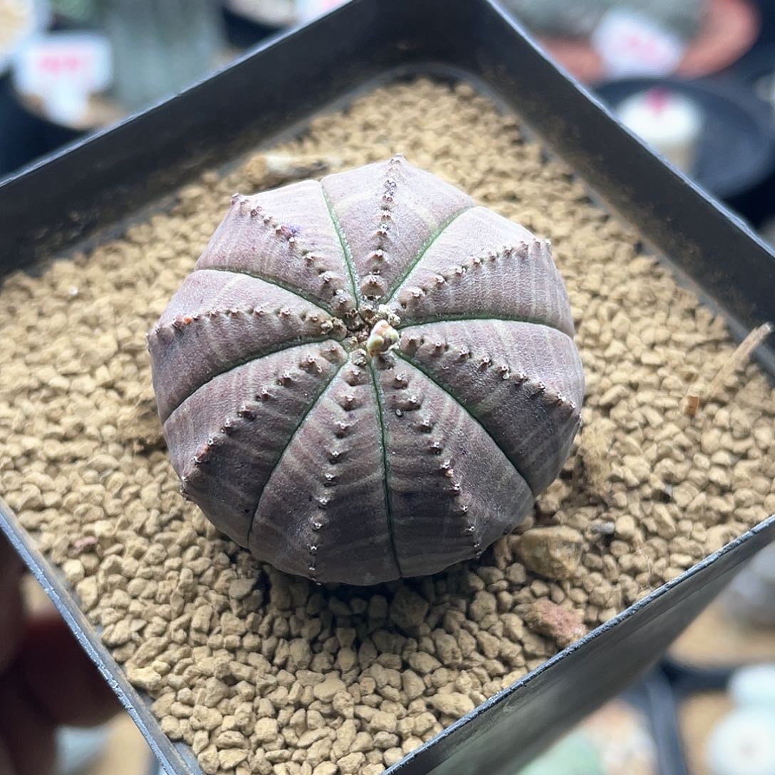 紫纹龟背欧系布纹球 自根带盆土