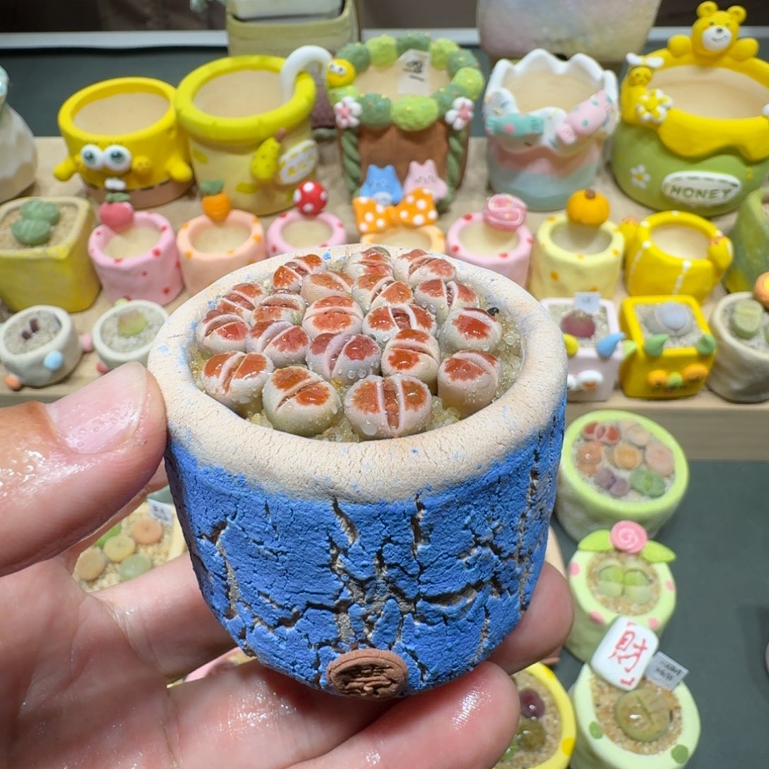 红陶蘑菇336红窗