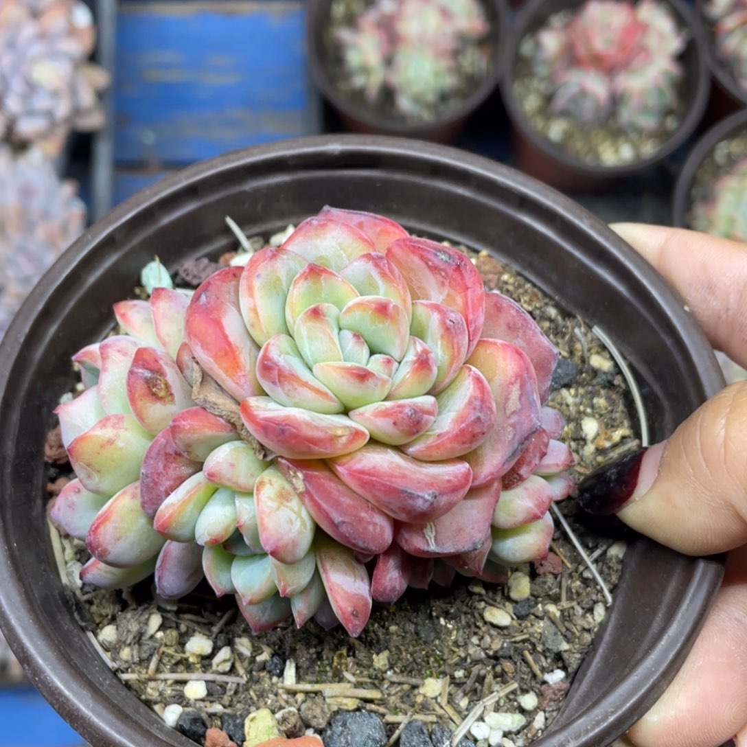 泡芙六头群生无砍165