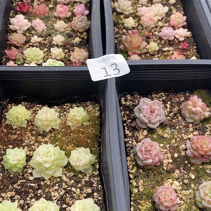 13 多肉植物盆栽花卉